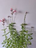Salvia Pink 15cm