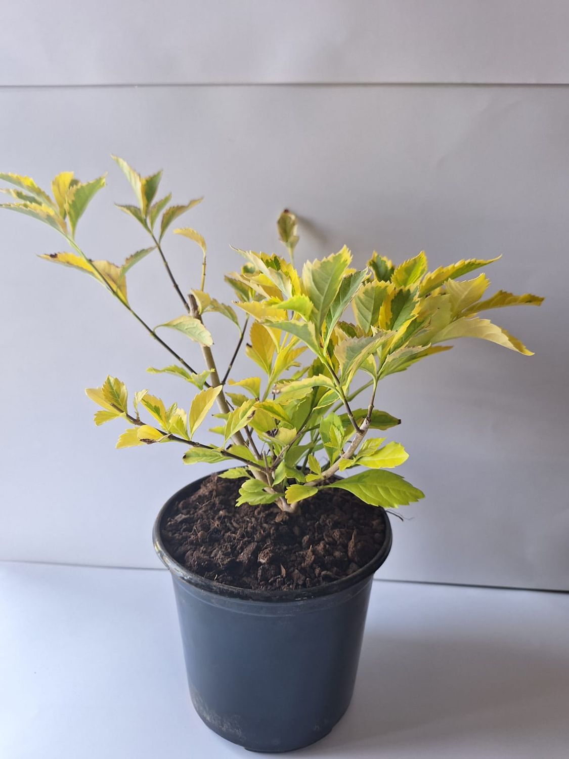Duranta Gold mine 15cm