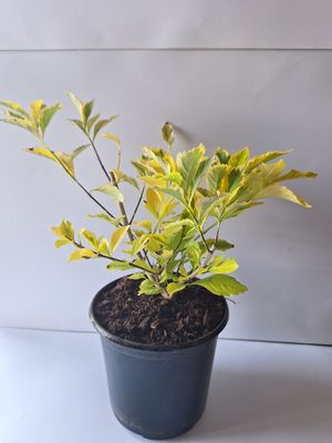 Duranta Gold mine 15cm