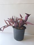 Purple Heart  (Tradescanthia pallida) 15cm