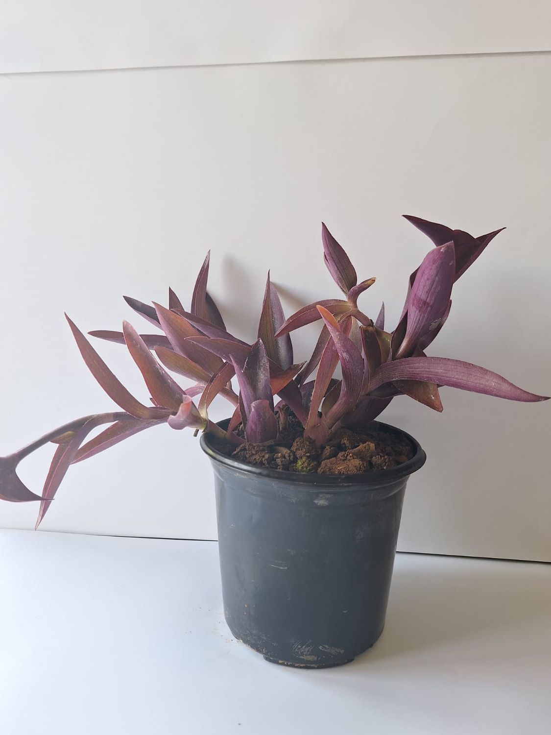 Purple Heart  (Tradescanthia pallida) 15cm