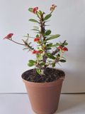 Crown Of Thorns (Euphorbia milli) 10cm