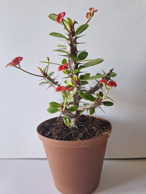 Crown Of Thorns (Euphorbia milli) 10cm