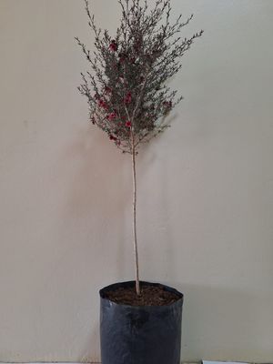 Leptospermum Cherry STD (Tea Bush ) 10L