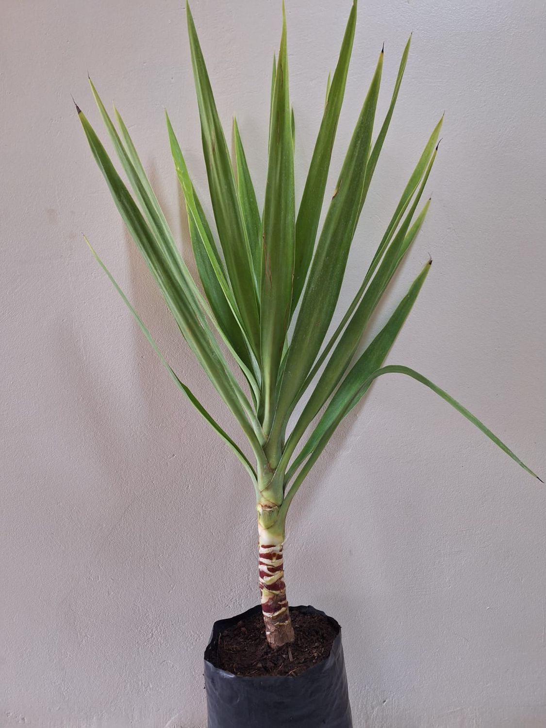 Yucca Gloriosa 5L