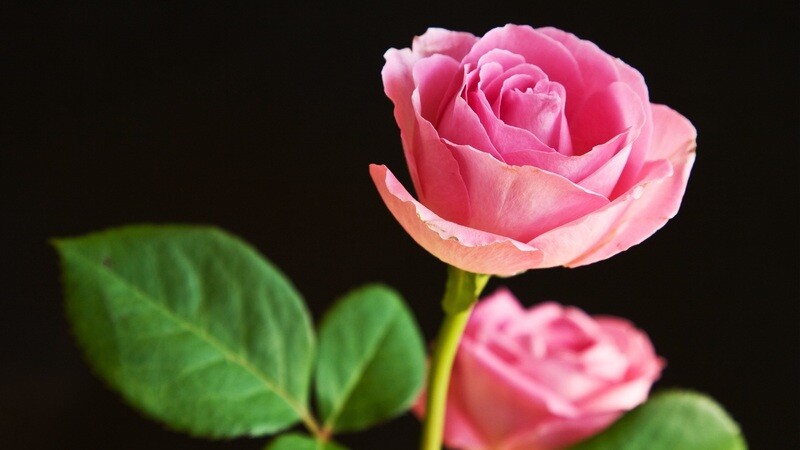 My Being Is My Sustenance Musical Ceremony