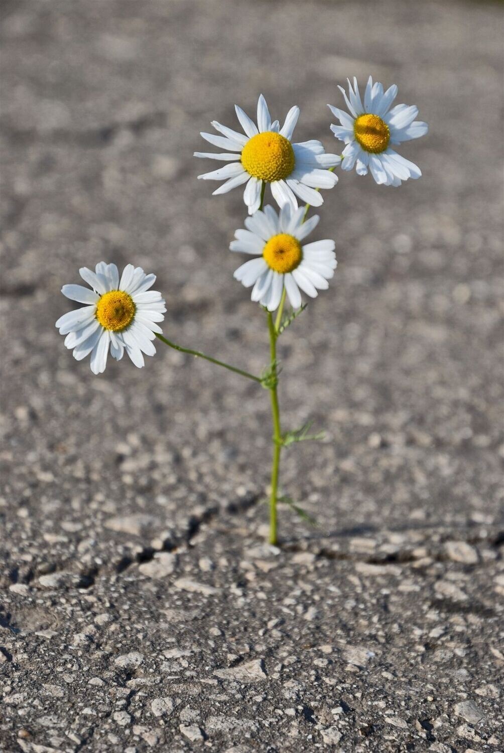 Inner Technologies: The Science of Self-Empowerment, Part 5