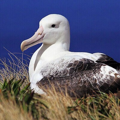 &quot;ALBATROSS&quot; Sound Elixir