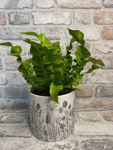 ASPLENIUM