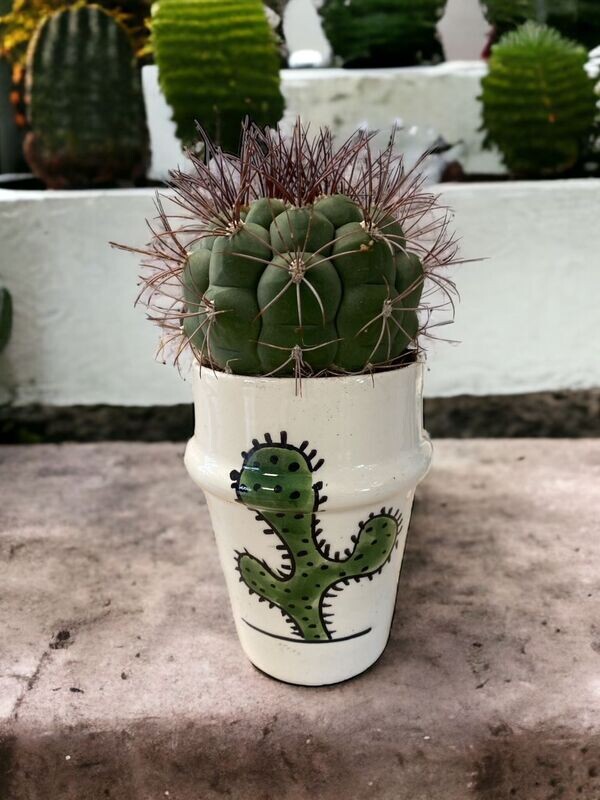 Cactée dans son pot artisanal