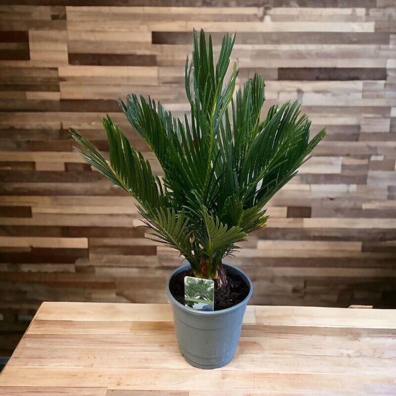 CYCAS
