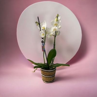 Orchidée blanche "phalaénopsis"