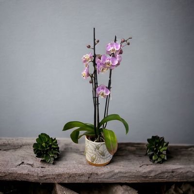 Orchidée Rose