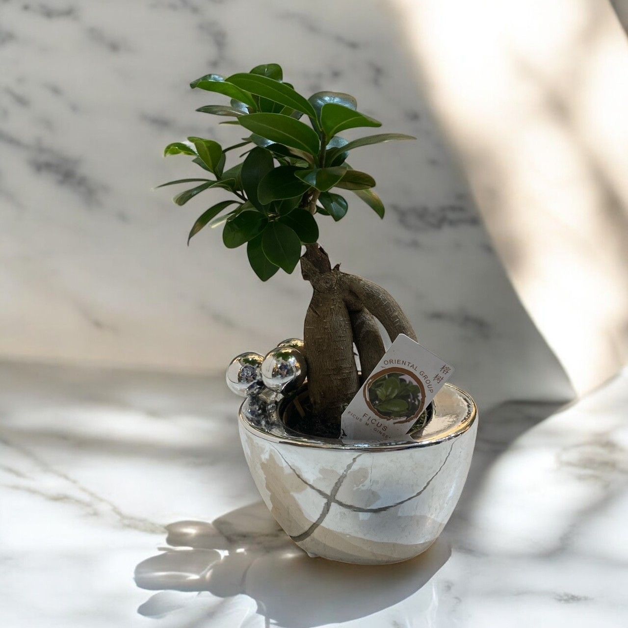 FICUS GINSENG