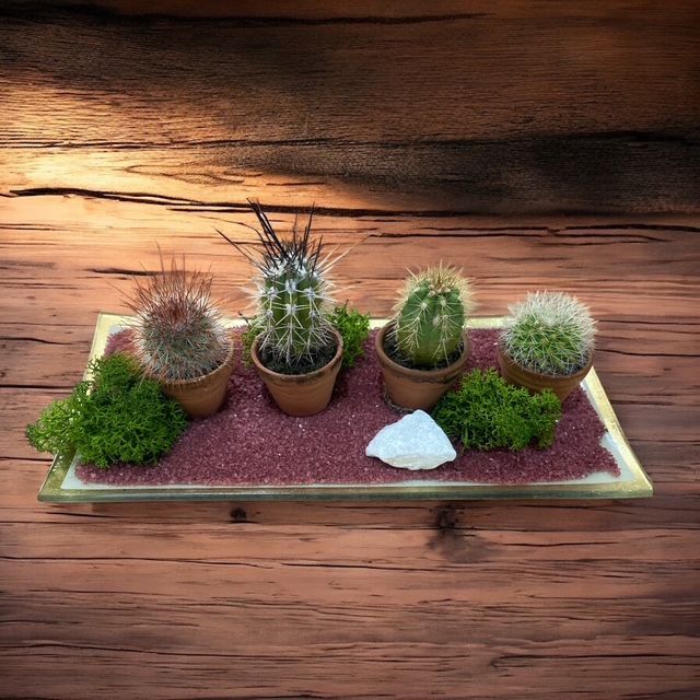 Jardin de mini cactées
