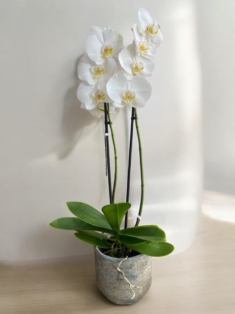 Orchidée blanche "phalaénopsis"