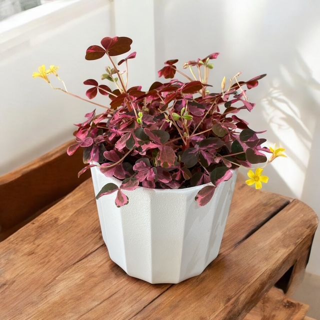 Oxalis panaché
