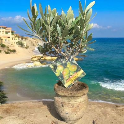 OLIVIER POT TERRE CUITE