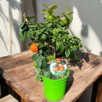 CITRUS AURANTIFOLIA LIMONIA