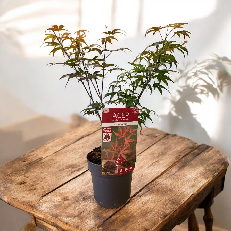 ACER ou érable japonais