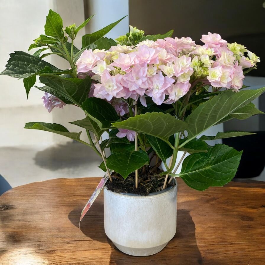 HORTENSIA