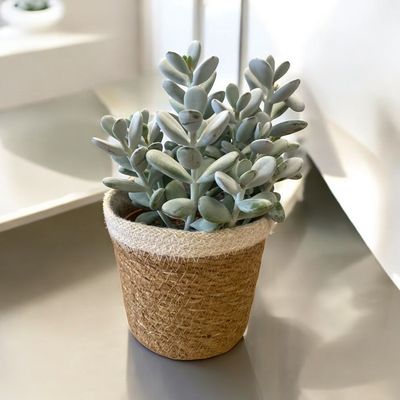 COTYLEDON