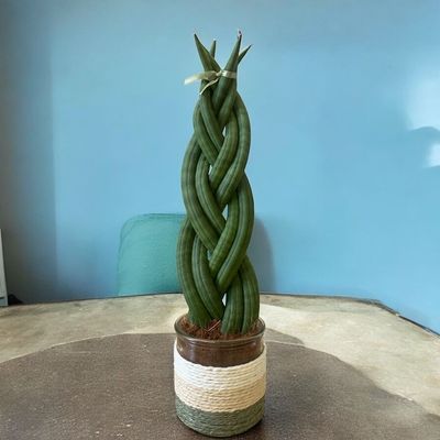 SANSEVERIA Tressé