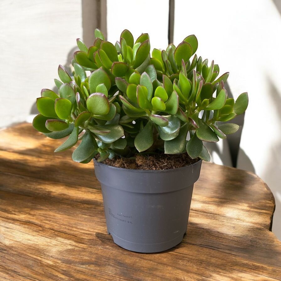 CRASSULA MINOVA MAGIC