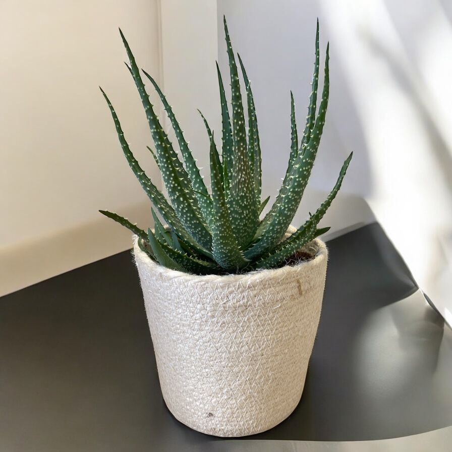 ALOE ARBORESCENS
