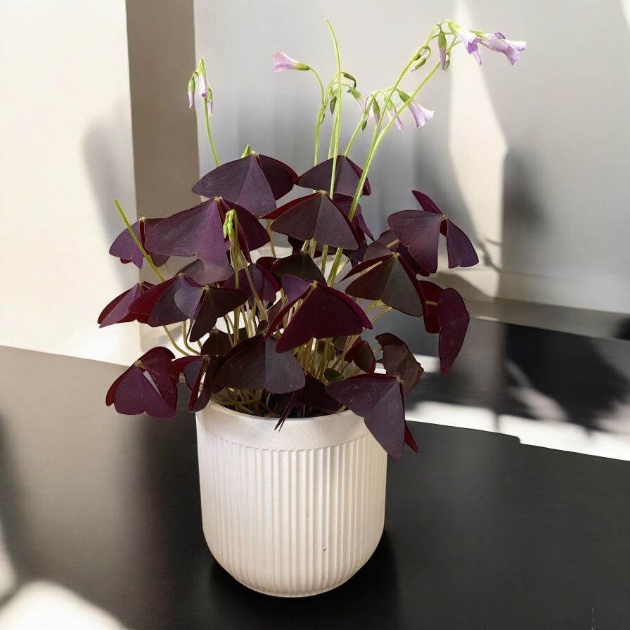 OXALIS