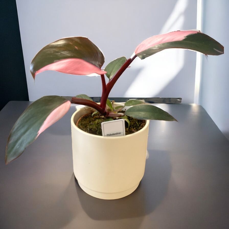 Philodendron overing moster