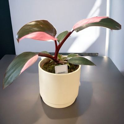Philodendron overing moster