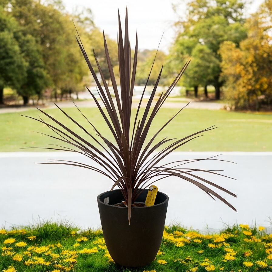 CORDYLINE AUSTRALIS RED STAR