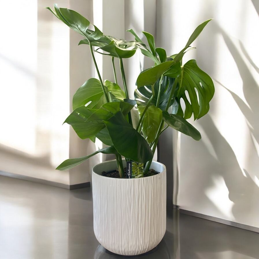 PHILO MONSTERA