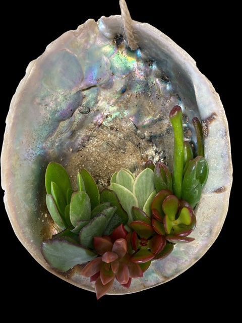 ORMEAU DE SUCCULENTES