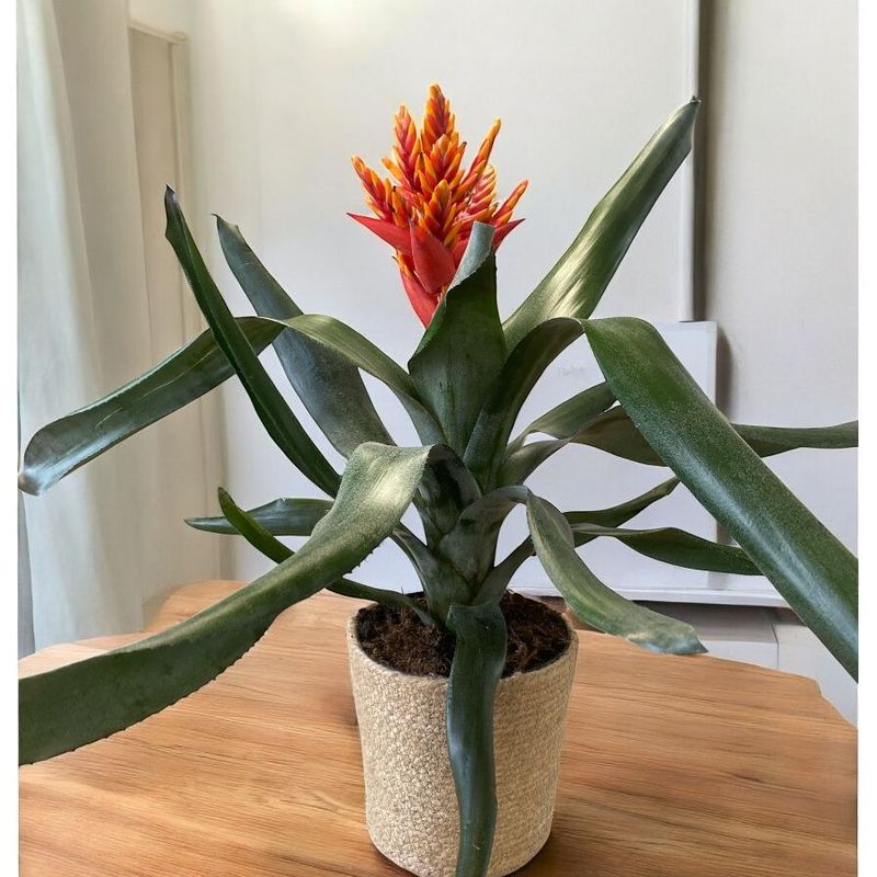 ACHMEA  PEPITA ELEGANT FLAMES