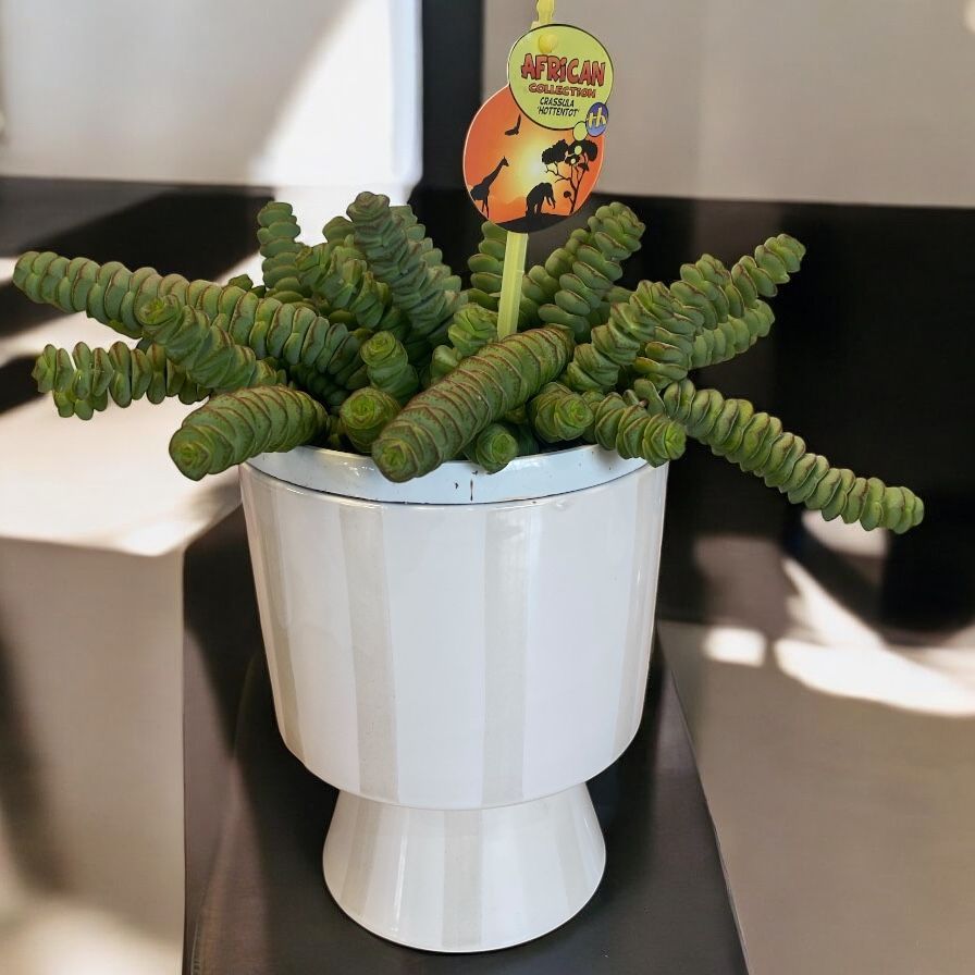 CRASSULA MARIEERIANA