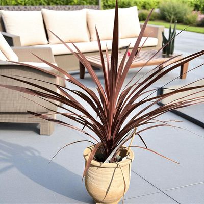 CORDYLINE AUSTRALIS RED STAR