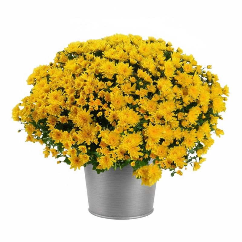 Chrysanthème Jaune