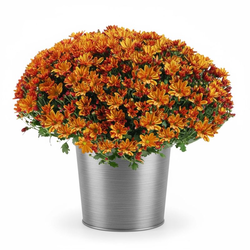 Chrysanthème cuivre