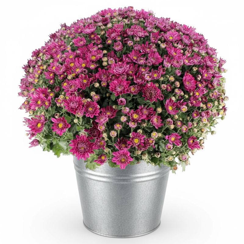 Chrysanthème fuchsia