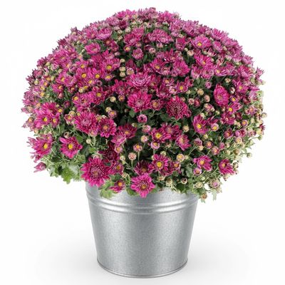 Chrysanthème fuchsia Chrysanthème fuchsia