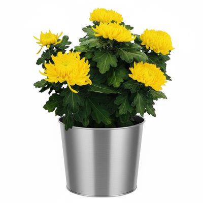 Chrysanthème 6 Grosses têtes Chrysanthème 6 Grosses têtes