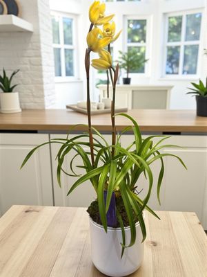 Cybidium de Collection