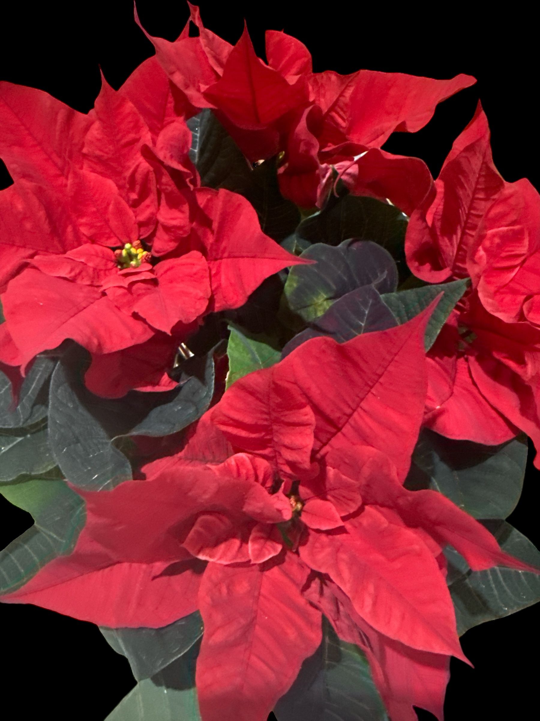 Poinsettia