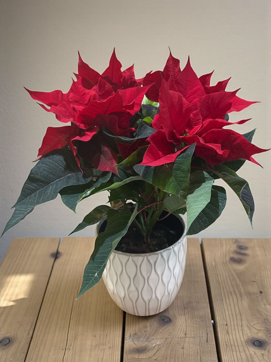 Poinsettia