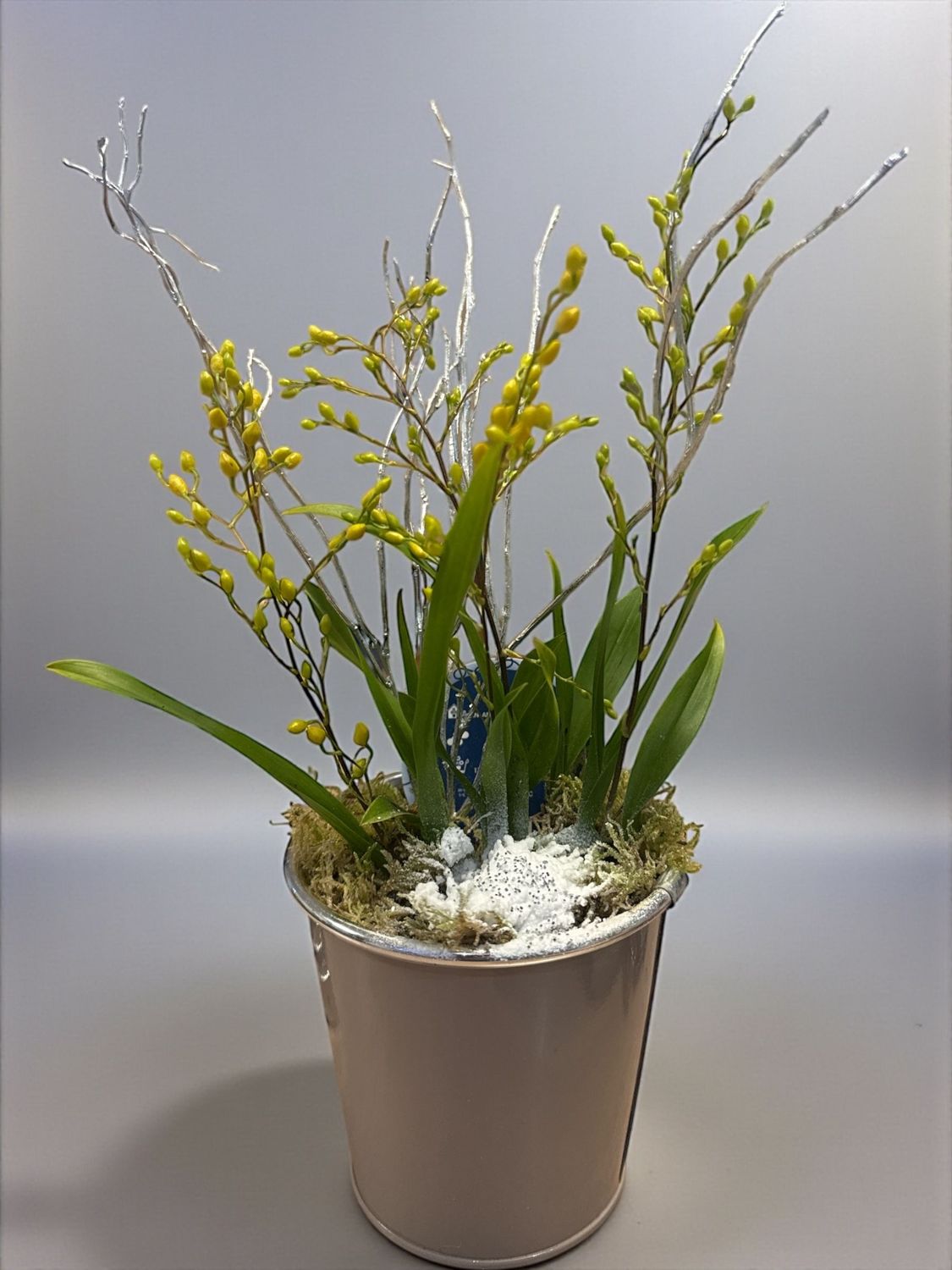 Orchidée Oncidium