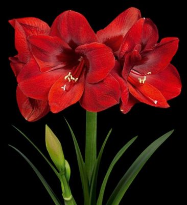 Amaryllis présenter