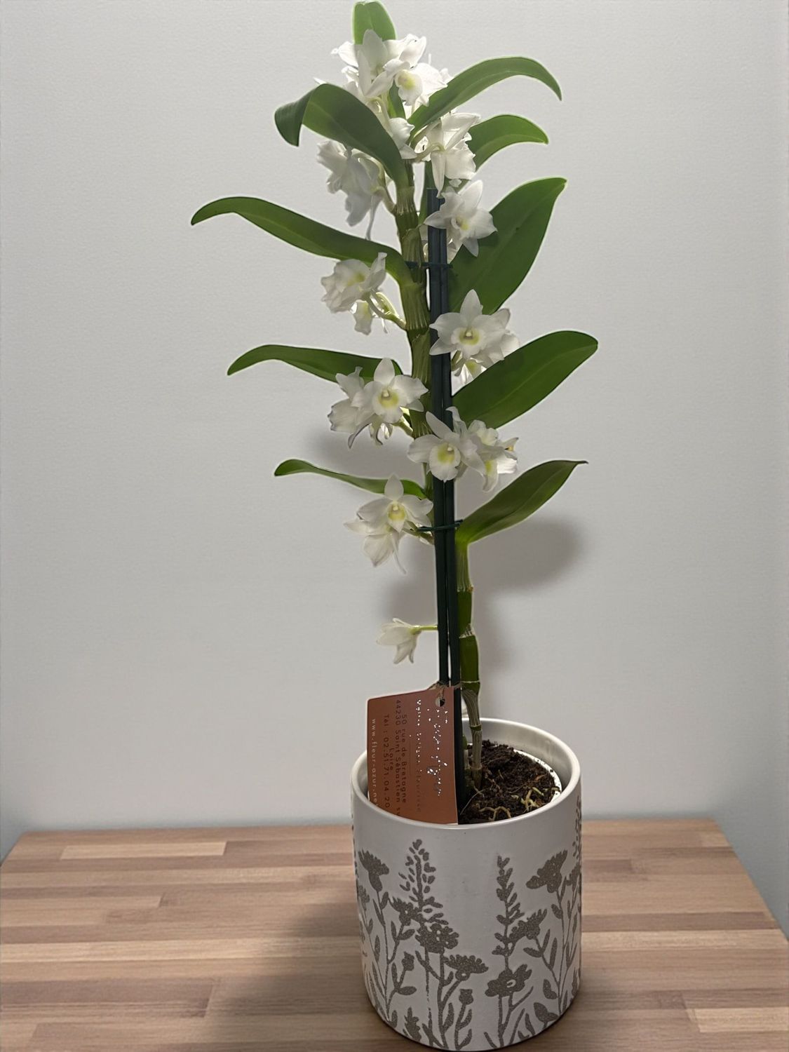 DENDROBIUM ORCHIDEE