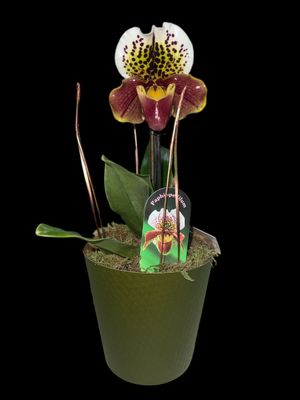 Orchidées PAPHIOPEDILIUM